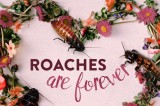 Valentine’s Day: Why Not Name a Roach?