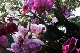 Orchids of Thailand