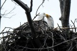 The Bald Eagle Watch