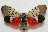 See a Spotted Lanternfly? Kill It!
