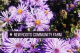 Transformation of the Bronx Through Urban Agriculture