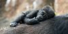 julie-larsen-maher-western-lowland-gorillas-layla-and-babies