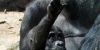 julie-larsen-maher-western-lowland-gorillas-layla-and-babies
