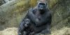julie-larsen-maher-western-lowland-gorillas-and-babies