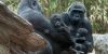 julie-larsen-maher-western-lowland-gorillas-tuti-layla-and-babies