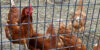 queens-county-farm-museum-chickens-5
