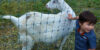 queens-county-farm-museum-goats-2